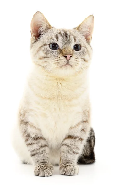 Kitten on a white background — Stock Photo, Image