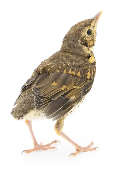 Wild baby bird — Stock Photo, Image