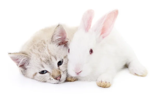 ウサギと子猫 — ストック写真