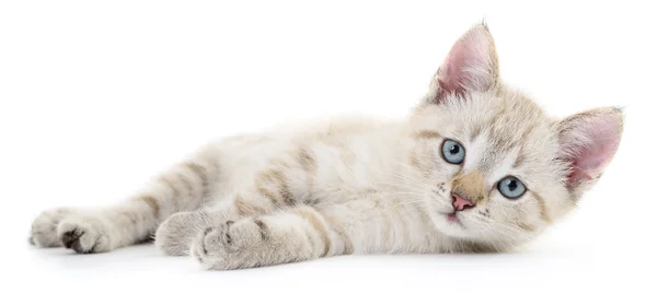 Kitten op een witte achtergrond — Stockfoto