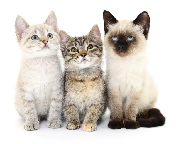 Három kis cica — Stock Fotó