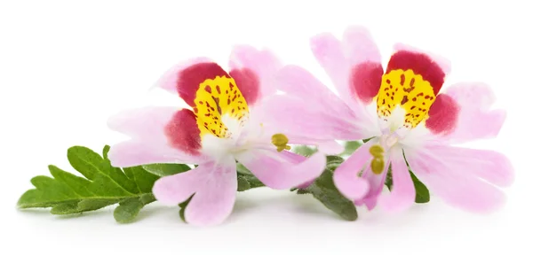 2 つのピンクの花. — ストック写真