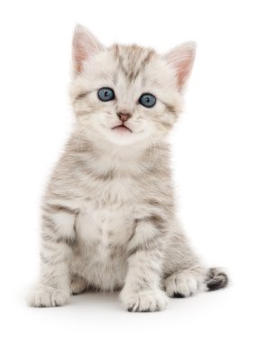 Beyaz arka planda kedi yavrusu
