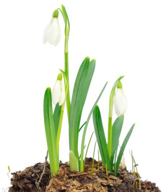 Kardelen (Galanthus nivalis) beyaz arka plan üzerinde