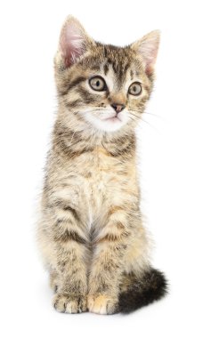 Beyaz arka planda kedi yavrusu