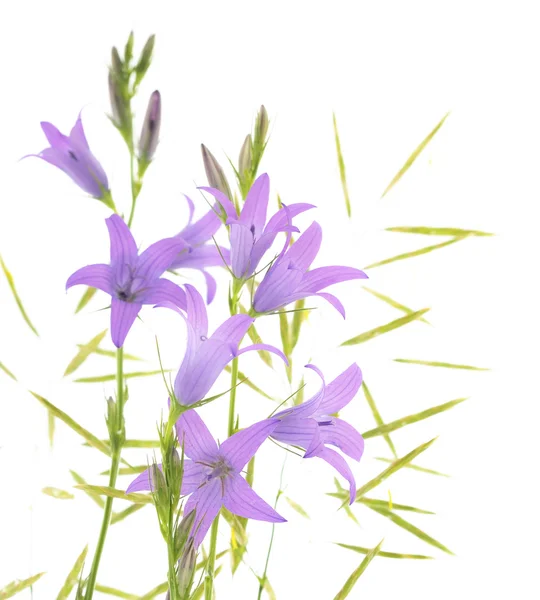 Bluebell μπλε λουλούδι — Φωτογραφία Αρχείου
