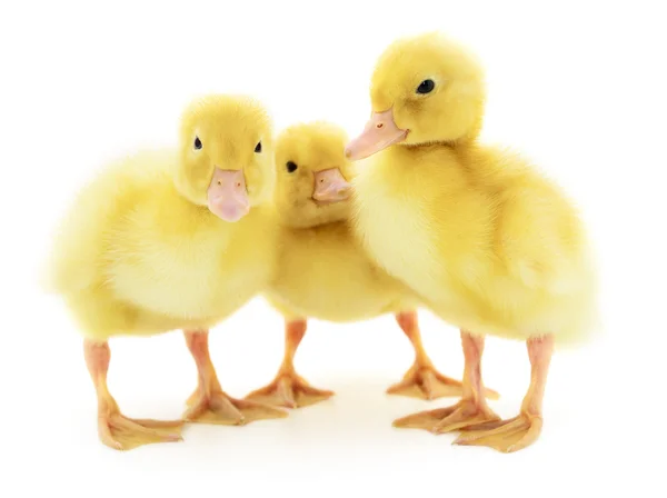 Three yellow ducklings. — Stock Photo, Image