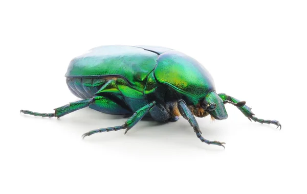 Grüner Käfer auf Weiß. — Stockfoto
