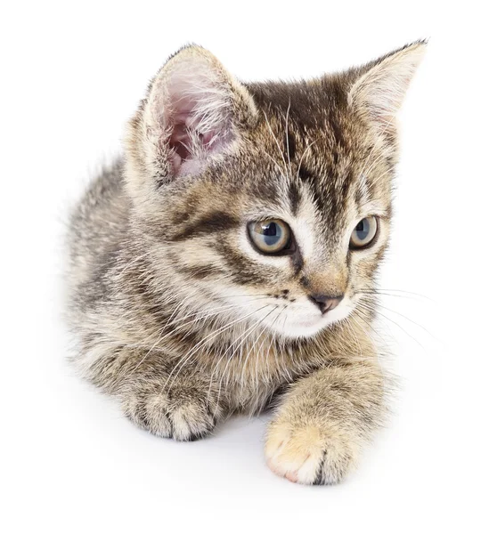 Kitten op een witte achtergrond — Stockfoto