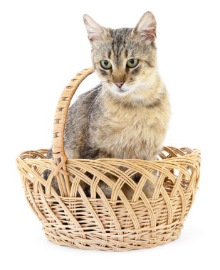 Sepet içinde izole kedi.
