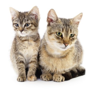 İki kahverengi kedi. 