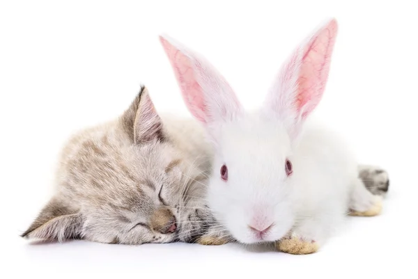 Gatito jugando con conejo — Foto de Stock