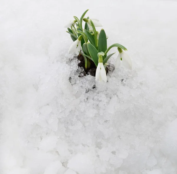 Snowdrop and Snow — Stock Photo, Image