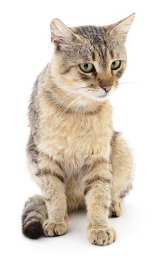 Beyaz arka plandaki kedi