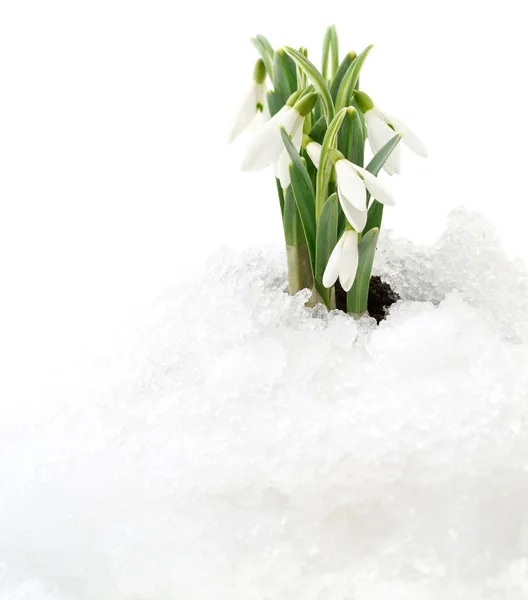 Snowdrop and Snow — Stock Photo, Image