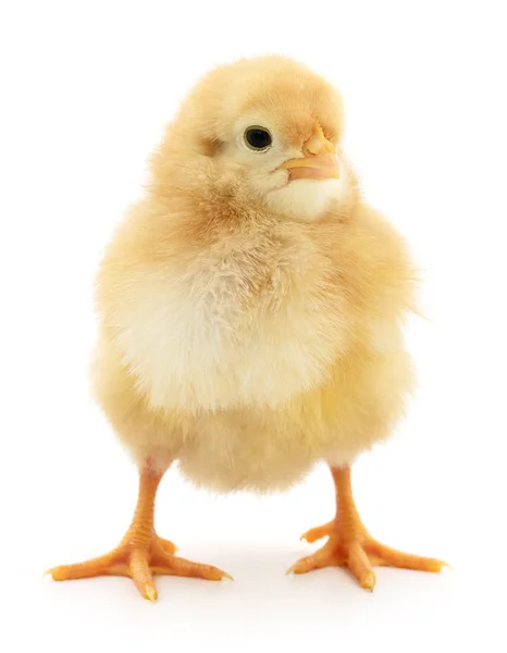 Small yellow chicken — Stock Photo, Image