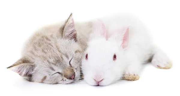Kätzchen spielt mit Kaninchen — Stockfoto