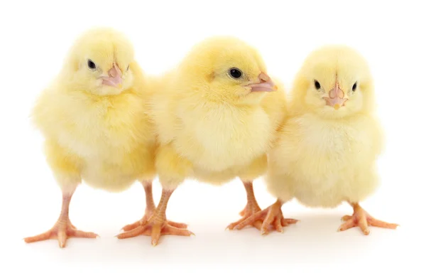 Tre gula kycklingar. — Stockfoto