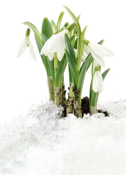 Queda de neve e neve — Fotografia de Stock