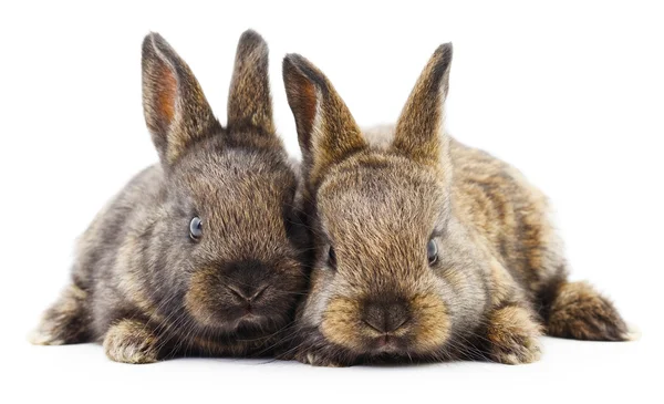 Zwei Hasen. — Stockfoto