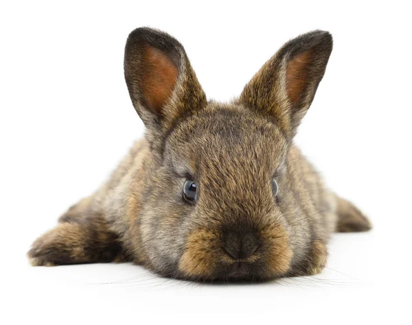 Brązowy królik. — Zdjęcie stockowe