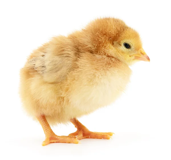 Pollo giallo piccolo — Foto Stock