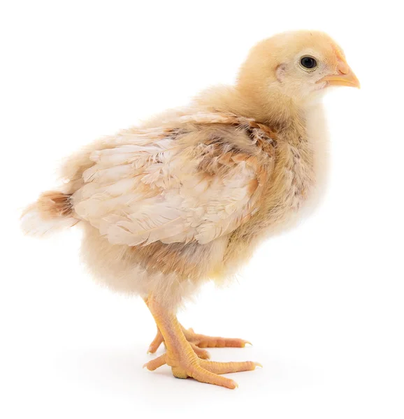 Small yellow chicken — Stock Photo, Image