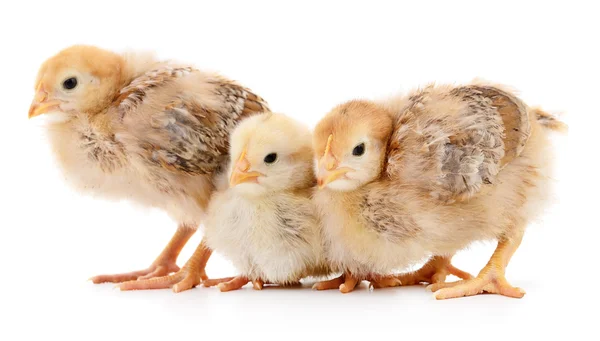 Tres pollos amarillos . — Foto de Stock