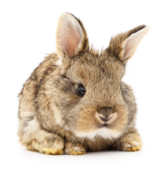 Коричневый кролик
.