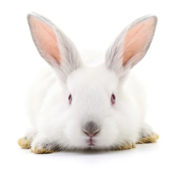 Weißes Kaninchen. — Stockfoto