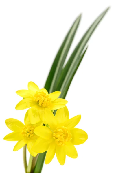 Üç sarı çiçek. — Stok fotoğraf