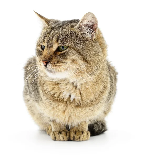 Cat on a white background — Stock Photo, Image