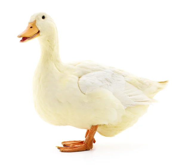 Canard blanc sur blanc . — Photo