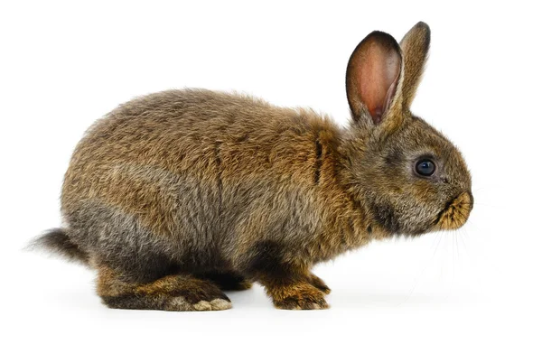 Brown bunny rabbit. — Stock Photo, Image