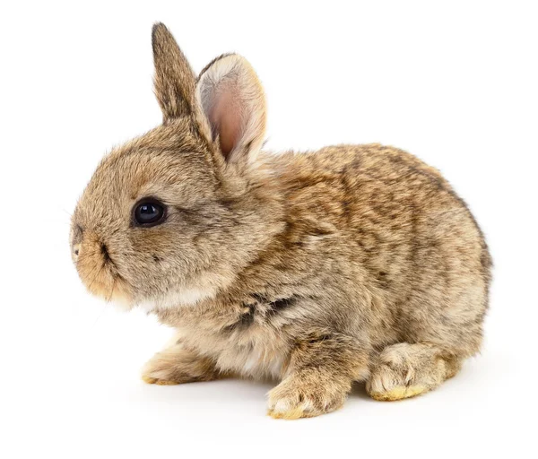 Kahverengi tavşan tavşan. — Stok fotoğraf