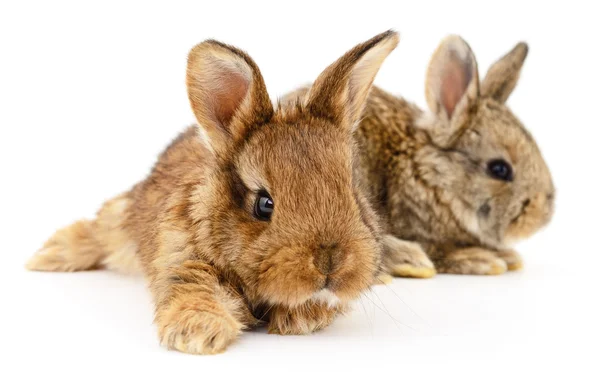 Deux lapins lapins . — Photo