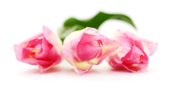 Drie roze tulpen. — Stockfoto