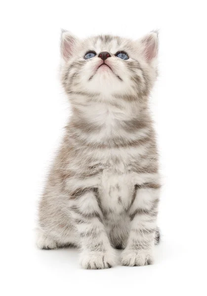 Kitten op een witte achtergrond — Stockfoto