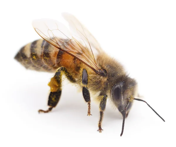 Honigbiene auf Weiß. — Stockfoto