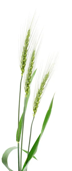 Wheat Bunch on white. — Stock Photo, Image