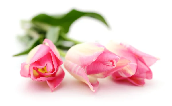 Три розовых тюльпана . — стоковое фото
