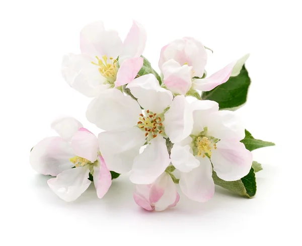 Våren apple blossom. — Stockfoto