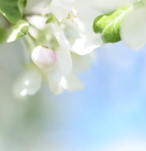 Manzana una flor — Foto de Stock