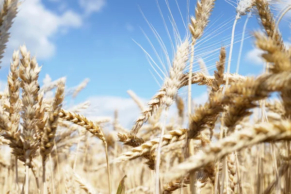 Campo di grano sotto il cielo blu . — Foto Stock