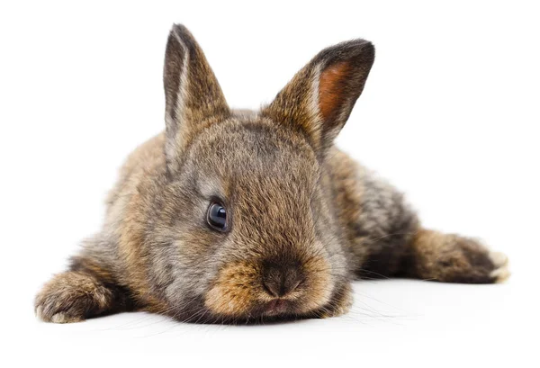 Braunes Kaninchen. — Stockfoto