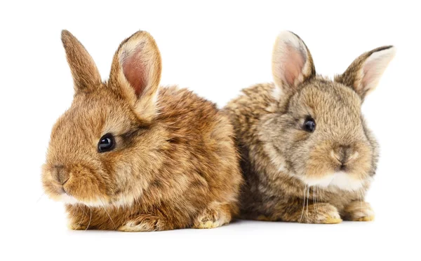 Deux lapins lapins . — Photo