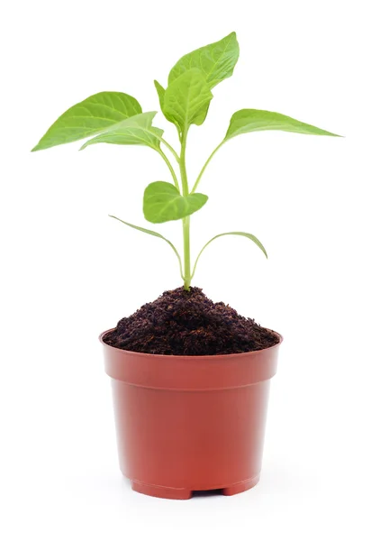 New plant in pot. — Stock Photo, Image