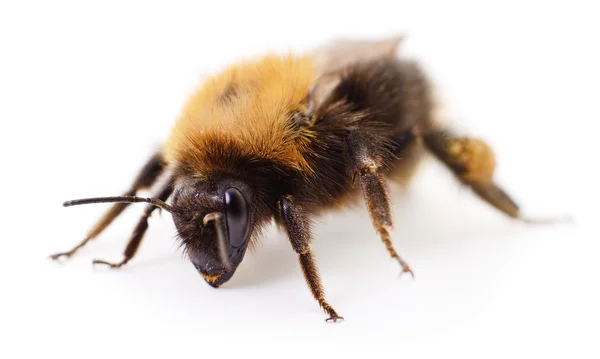 Hummel auf Weiß. — Stockfoto