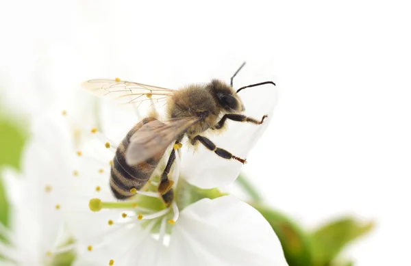 Honingbij en witte bloemen — Stockfoto