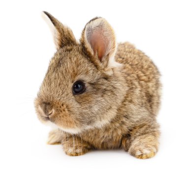 kahverengi tavşan tavşan.